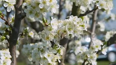 树枝上有白色的花瓣，在风中慢慢地移动着，在春天的视频背景下，被授粉的果树在第四次开花