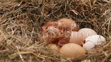 两只<strong>小鸡</strong>从蛋中孵化出来，第三只<strong>小鸡</strong>把蛋打裂了