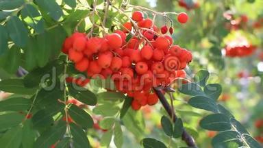 罗文枝条，成熟果实特写.. 红罗旺浆果在罗旺树枝上，成熟的罗旺浆果特写和绿色。