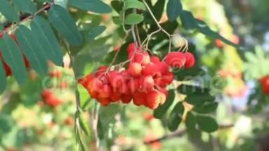 罗文枝条，成熟果实特写.. 红罗旺浆果在罗旺树枝上，成熟的罗旺浆果特写和绿色。