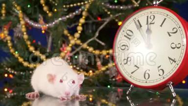 圣诞树背景上的时钟附近的<strong>小白鼠</strong>。 五分钟到河<strong>鼠</strong>新年。 文号