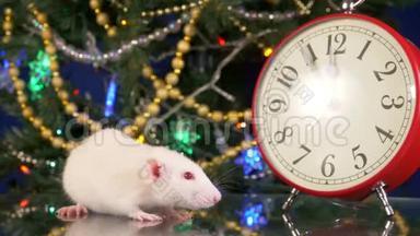 圣诞树背景上的时钟附近的<strong>小白鼠</strong>。 五分钟到河<strong>鼠</strong>`新年。 文号