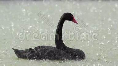 黑天鹅在大雨中在湖上游泳。 <strong>巨蟹座</strong>