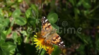 蒲公英植物在春天开放，站在蝴蝶蒲公英植物上，蝴蝶在春天开花