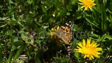 蒲公英植物在春天开放，站在蝴蝶蒲公英植物上，蝴蝶在春天开花