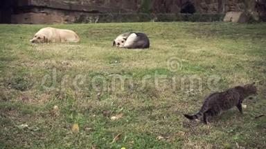 狗在废墟上的草地上休息，灰猫在视线中漫步