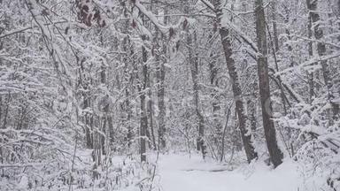 美丽的冬季森林，<strong>清新</strong>的白<strong>雪</strong>纷飞。