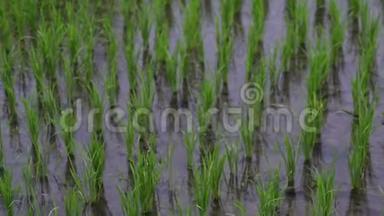 背景视图旅游新的绿色田野健康大米在景观夏季视频。商业农业健康农场