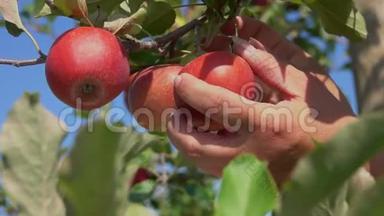 用成熟的苹果把一只手撕裂的树枝特写