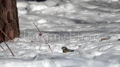 欧亚蓝山雀在雪地里<strong>飞来</strong>飞去抓一粒向日葵种子，动作很慢