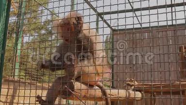 一只<strong>日本</strong>猕猴在笼子里，一只<strong>日本</strong>猕猴从一个人手`取食物，一只<strong>日本</strong>猕猴在动物园里