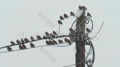 在多云<strong>的雪天</strong>，鸟儿<strong>的</strong>蜡像坐在电线上。