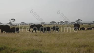 非洲大草原上大草原野生大象与小食草