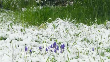 白雪覆盖的原生植物