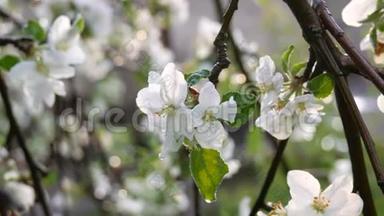 雨后盛开的苹果树。 春天雨滴中的苹果花