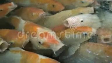 用奶嘴喂养五颜六色的日本<strong>红鲤鱼</strong>。 泰国。