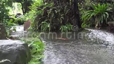 4K马来西亚成年夜鹭在台北公园的池塘附近休息