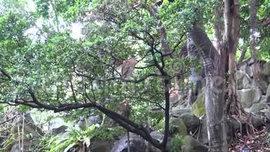 4K马来西亚成<strong>年夜</strong>鹭在台北公园的池塘附近休息