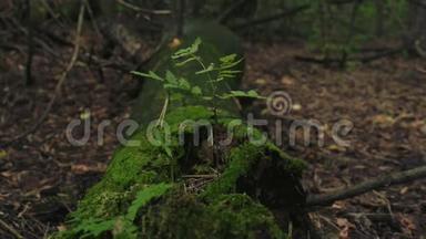 从苔藓中生长的孤树的静态视频侧视