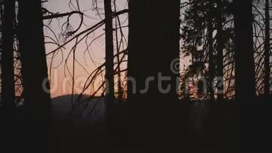 镜头向右移动，露出美丽的太阳，日落时分，在约塞米蒂公园的黑暗树木之间缓慢移动。