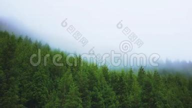 针叶林在山腰的雾中迎风招展