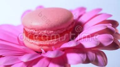 粉红色的马卡龙-美味和美丽的法国甜点旋转在格伯拉花蓝色背景。 烹饪、食品