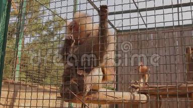 一只日本猕猴在笼子里，一只日本猕猴从一个人手`取食物，一只日本猕猴在动物园里