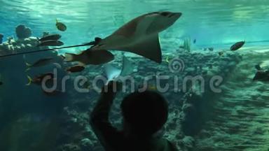 世界上的鱼，男孩参观了<strong>海洋公园</strong>，在大型水族馆里有抽筋的鱼。