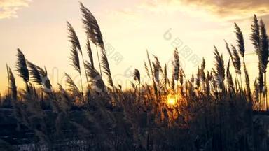 在刮风的日子里，芦苇对抗日落