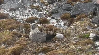 一只雌的南极，坐在一只矮胖的小鸟旁边的巢里