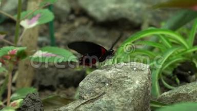 红黑蝴蝶<strong>扇动翅膀</strong>，美丽的外来昆虫作为宠物昆虫学