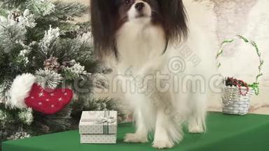 帕皮龙狗正在寻找他的礼物附近的新年树股票录像视频