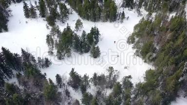 林中滑雪者骑行的俯视图。 录像。 晴天在针叶林狭窄的小路上进行极限滑雪