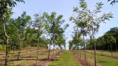 种植园的福斯特`独特的杂交坚果，旨在生产珍贵的木材，一排排年轻健康的坚果树