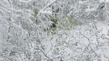 春天降雪。 长满白雪的叶子的树枝