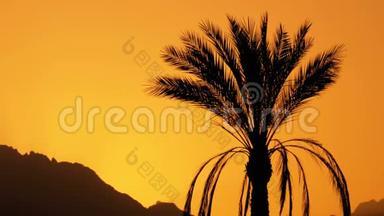 日落时热带棕榈树慢动剪影