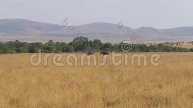 非洲大象与高大的干草相互穿越草原