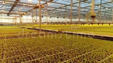 温室内浇水系统下生长的绿色植物