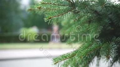 绿色云杉树枝，配合摄像头移动.. 特写