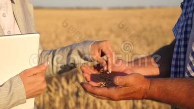 农学家检查小麦的质量。 商人农民在田间讨论小麦作物。 粗粮和粗粮