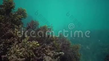 黑海岩石上的藻藻