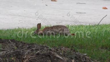 乔治娅，塞特大桥公园，塞特大桥公园里一只吃草的兔子