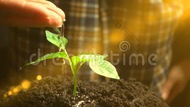 人浇灌植物，慢动作，农业发展理念，生态
