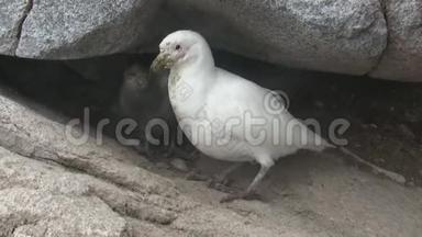 在南极岛的岩石中，巢附近有一只雌鸟和一只矮小鸟