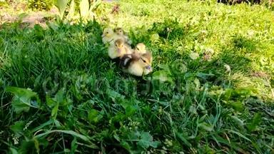 绿草上的小鸭子.. 莫斯科的鸭子小鸡。