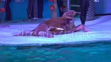 海豚馆，海豚表演及水上乐园表演.. 海象，海豹在表演中表现出完美，毛皮海豹在玩耍