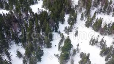人们在冬季森林中滑雪下坡，极限运动理念。 录像。 运动员高空俯视图