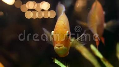 亲近金鱼在水族馆与绿色植物，宠物的概念。 框架。 美丽的金鱼张开嘴