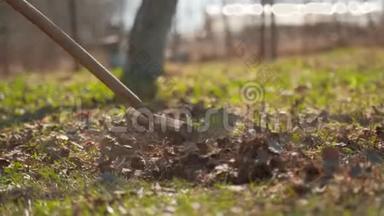 一个女人用耙子耙树的落叶。 园林地块春季大扫除..