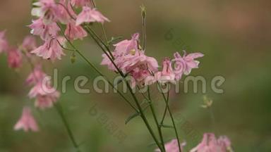 粉红色的花水仙草